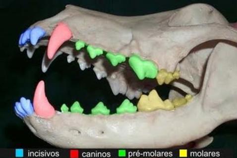 Arcada dentária canina