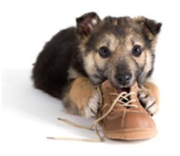 Cão mordendo sapato