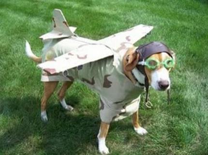 Cão fantasiado de avião