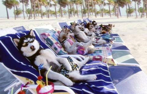 Cães de férias