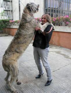 cão grande