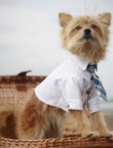 cão de gravata