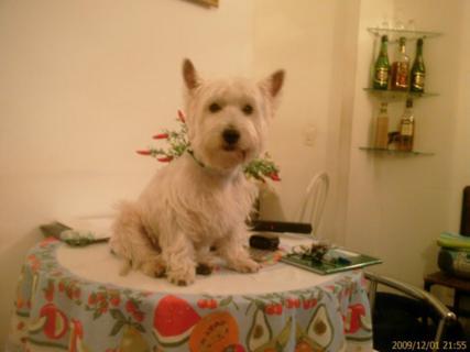 Cão na mesa