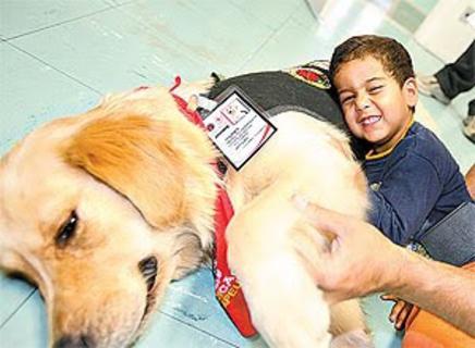 Cães que curam