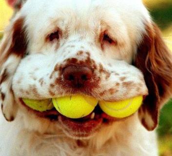 Cão com bolas na boca