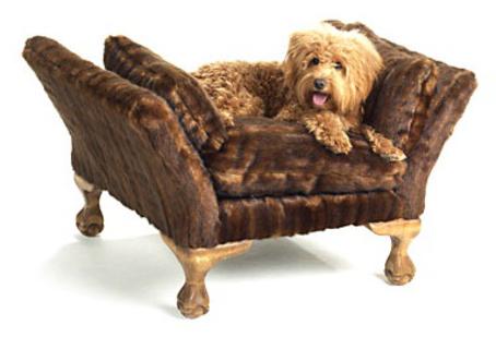 Cão no sofá