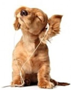 Cão ouvindo música