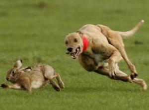 Cão perseguindo um coelho