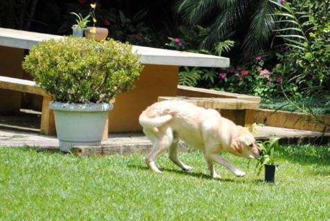 Cão no jardim