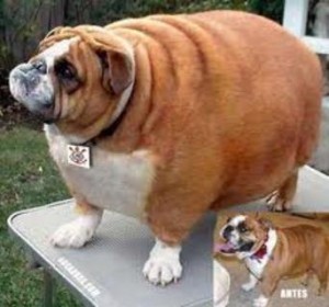 Cão obeso