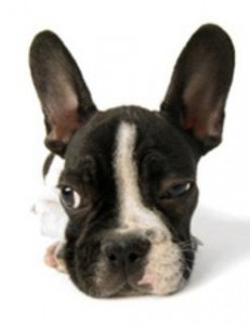 Perfil do cão