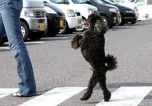 Cão na faixa de pedestre
