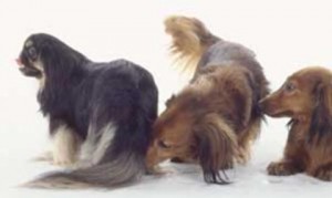 Cheirando o traseiro de outros cães