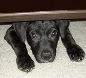 Cão embaixo da cama