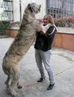 Cão pulando na dona