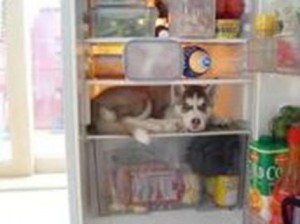 Cão na geladeira