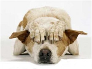 Cão tapando os olhos