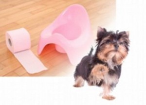 Necessidades Fisiológicas