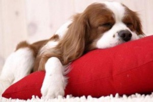 Cão na almofada vermelha