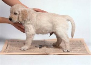 Toalha para fezes do animal