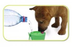 Cão bebendo água